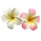 2 PCS 7cm White and Pink Hawaiian Frangipani Plumeria Foam Head Flower Party Beach Hair Clip(White, Pink)